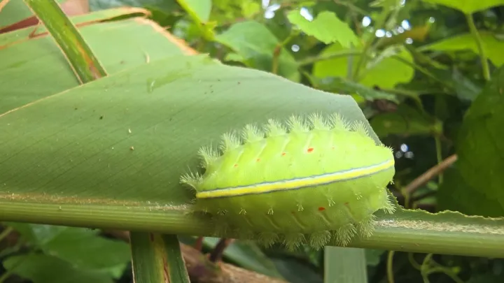 Китайская слизневидка