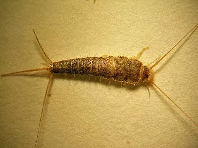 Firebrat