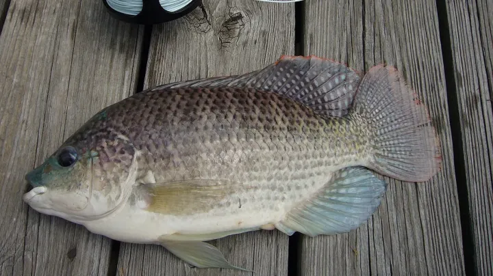 Tilapia