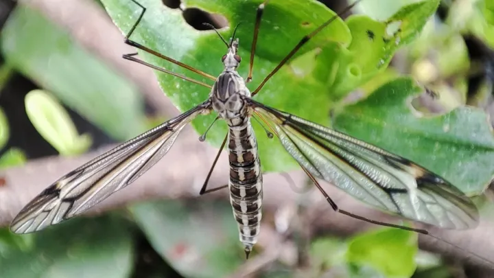 Marsh crane fly