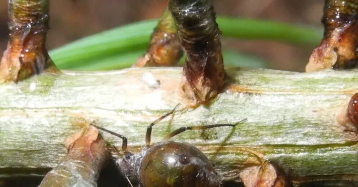 Giant spruce aphid