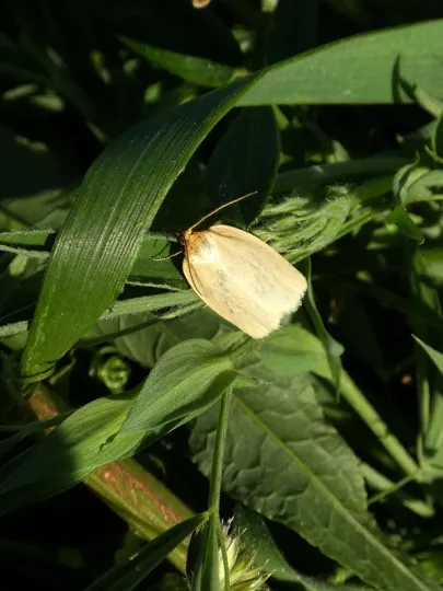 Timothy tortrix