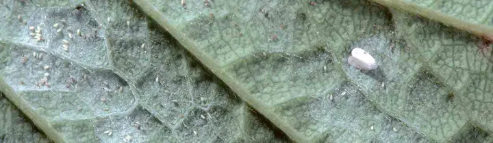 Strawberry whitefly
