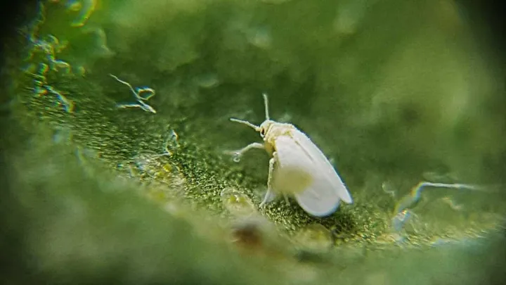 Tobacco whitefly