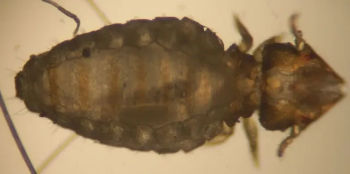 Chewing louse
