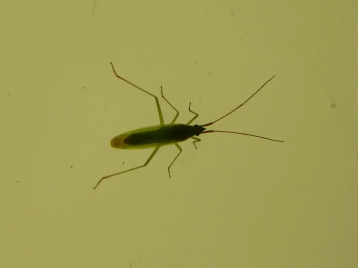 Trigonotylus ruficornis