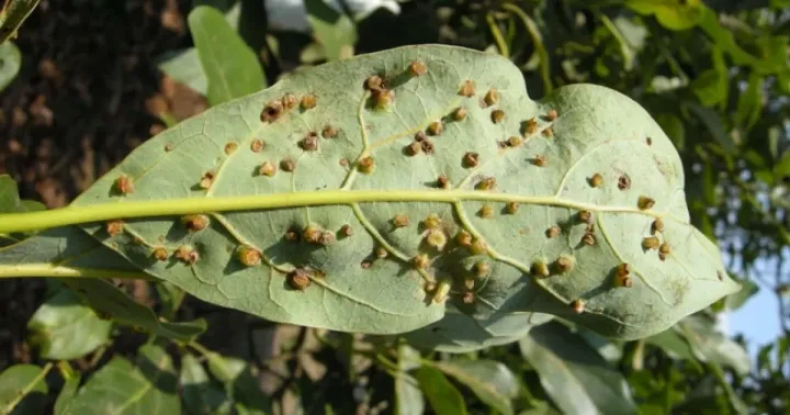 Avocado psyllid