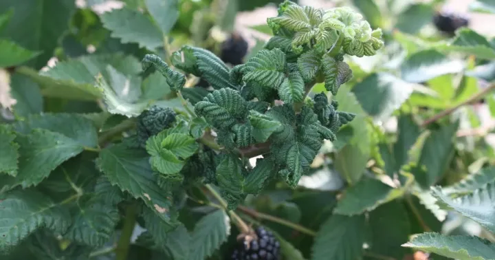 Blackberry psyllid