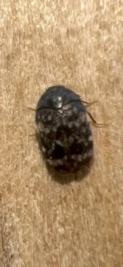 Warehouse beetle