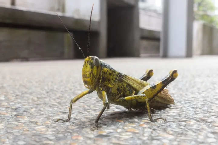 Javanese grasshopper