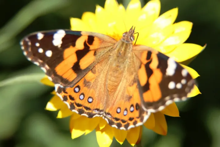 Australian painted lady