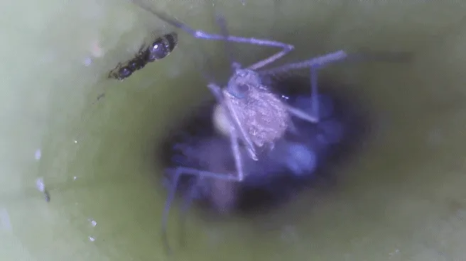 Wyeomyia smithii