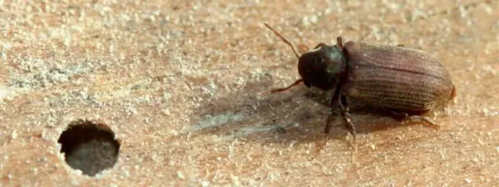 Deathwatch beetle