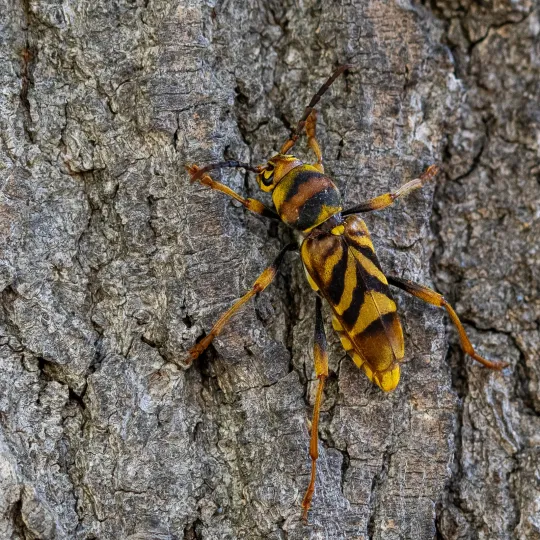 Chinese longhorn beetle