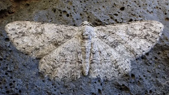 Пяденица Anacamptodes fragilaria