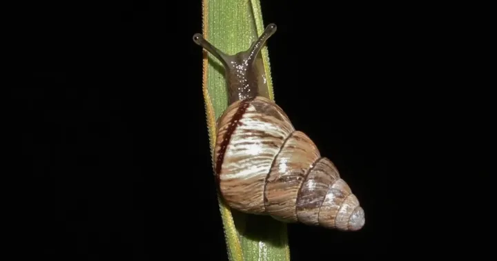 Кохличелла варвара
