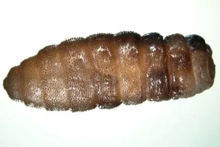 Cordylobia anthropophaga