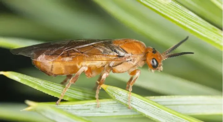 European pine sawfly
