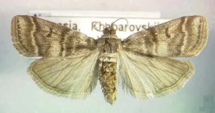 Pear fruit moth