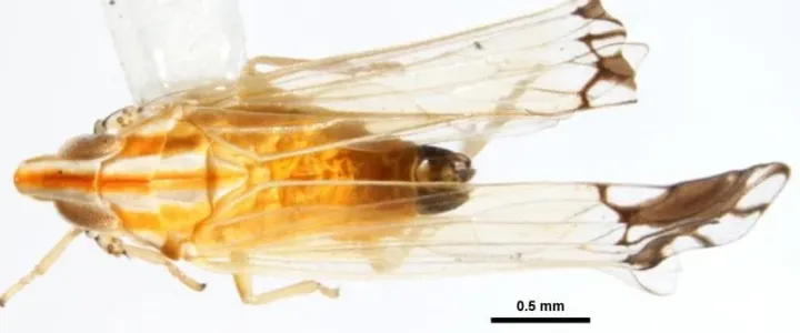 Rice delphacid