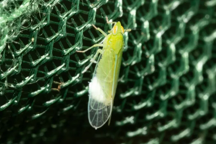 West Indian cane fly