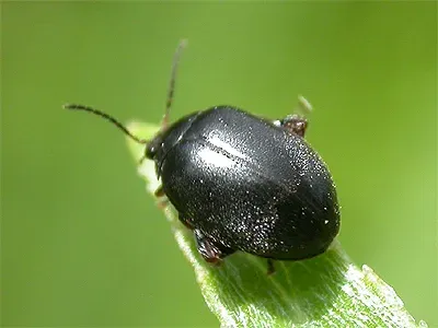 Marsh beetle