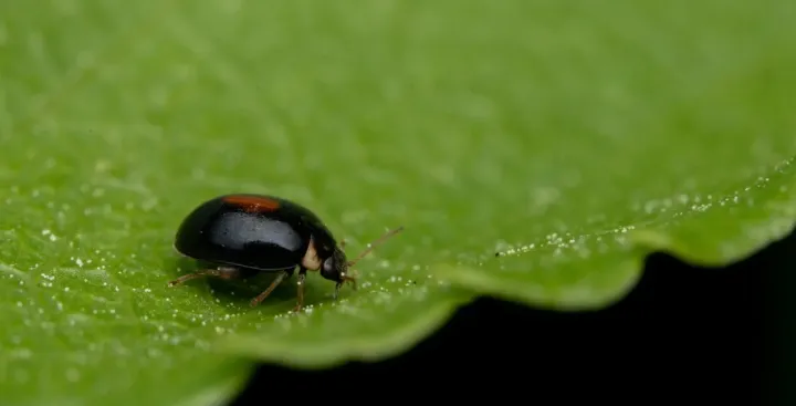 Scirtes orbiculatus