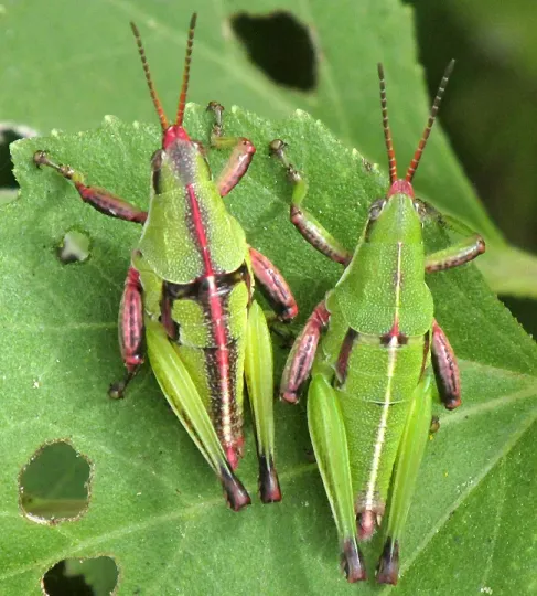 Sphenarium purpurascens