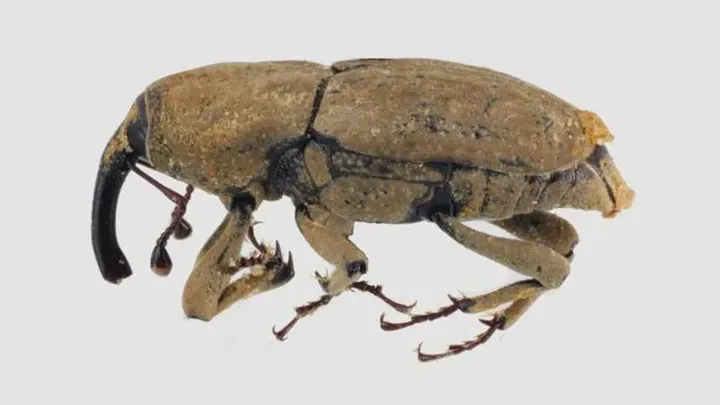 Maize billbug
