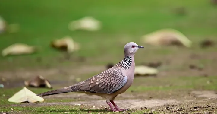 Spotted dove