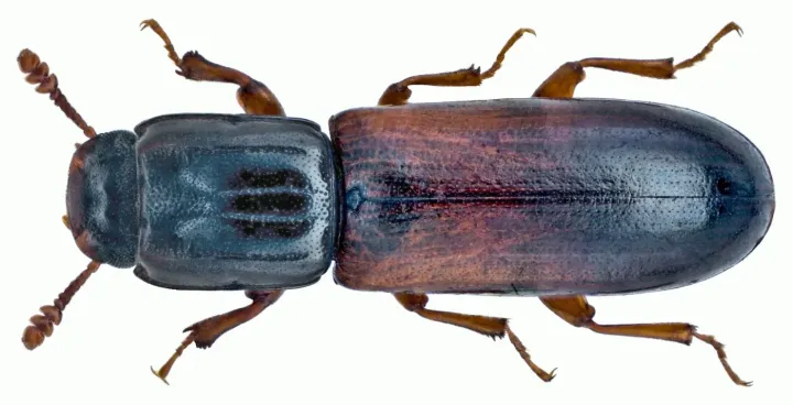Red-horned bark beetle