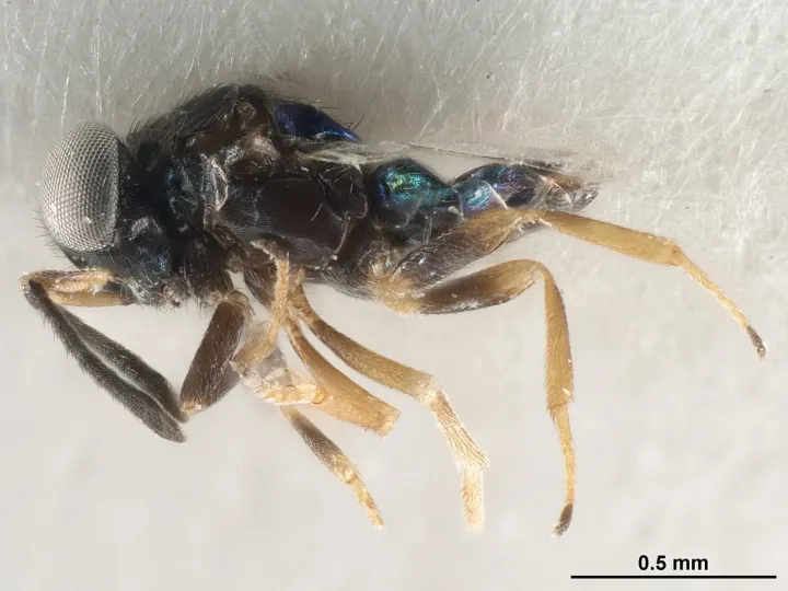 Clausenia purpurea