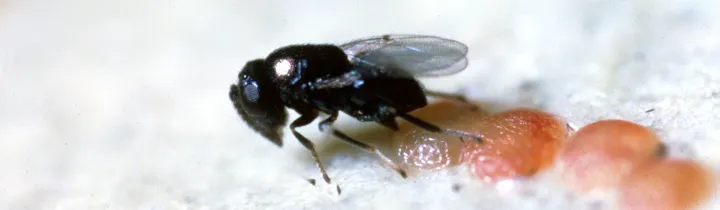 Copidosoma koehleri