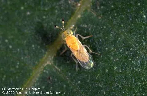 Metaphycus flavus