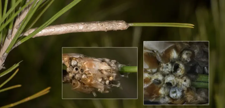 Ooencyrtus pityocampae