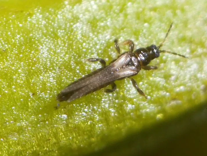 Echinothrips americanus