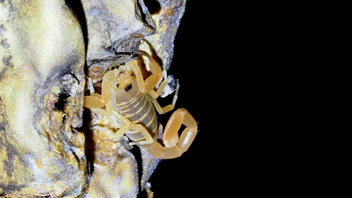 Arizona bark scorpion