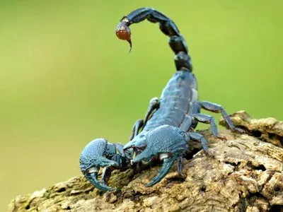 Бенгальский скорпион