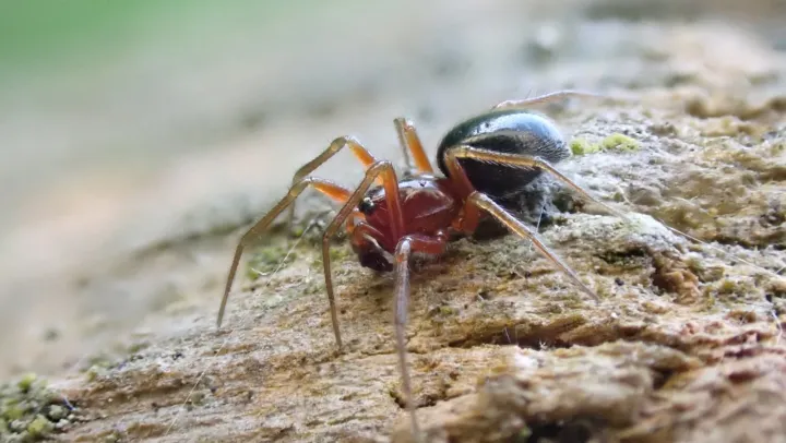 Grass sheet weaver spider