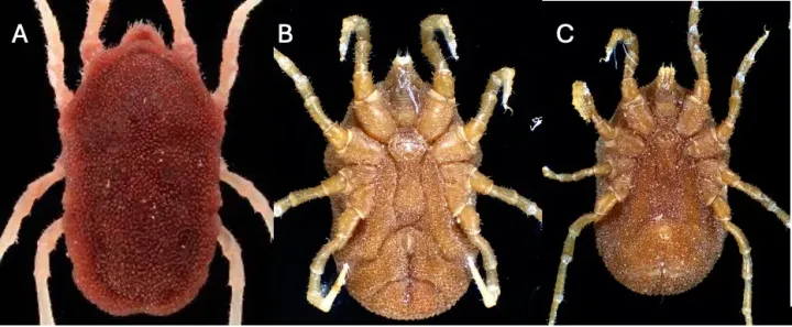 Ornithodoros parkeri