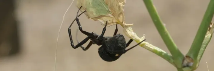 Latrodectus schuchi