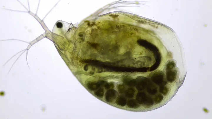 Simocephalus