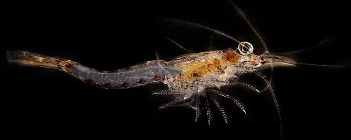 Mysis relicta