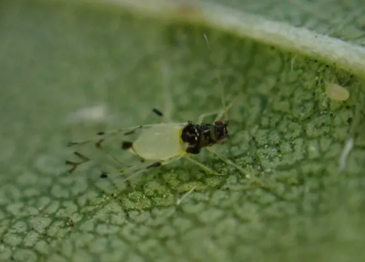 Zelkova aphid