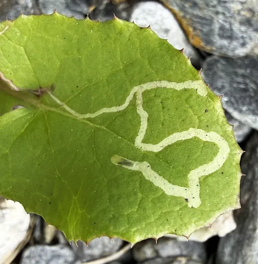 Chrysanthemum leaf miner