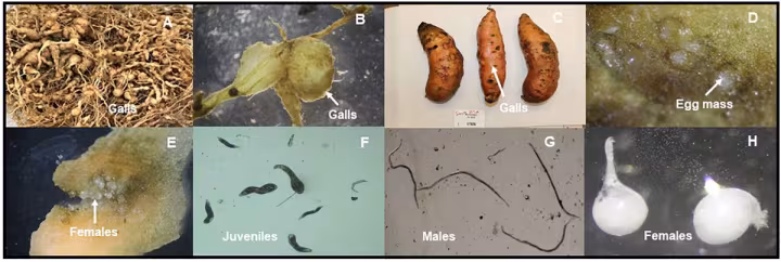 Guava root-knot nematode