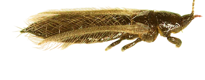 Grain thrips