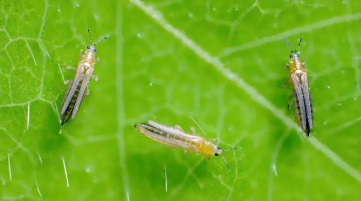 Haplothrips cottei