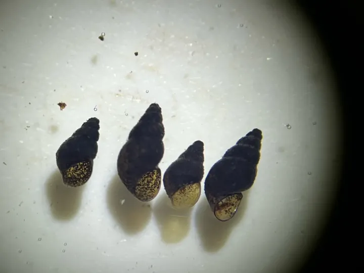 New Zealand mud snail