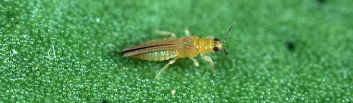 Avocado thrips